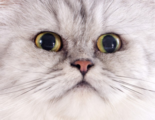 head of persian cat