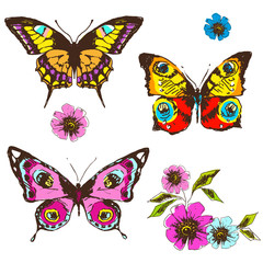 Obraz na płótnie Canvas butterfly,butterflies