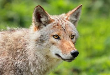 Foto op Canvas coyote en été © karlumbriaco