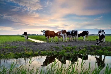 Papier Peint photo Lavable Vache vaches au bord de la rivière au coucher du soleil