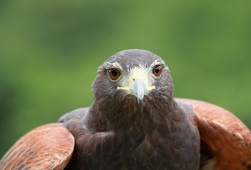 buse du quebec