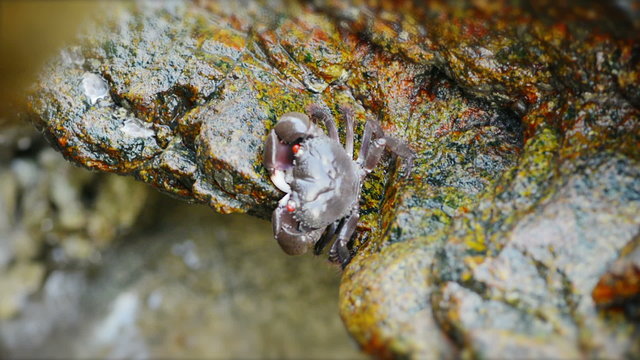 Red-eyed reef crab - Eriphia ferox on stone close up