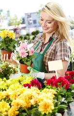 Florists woman working with flowers at a greenhouse.