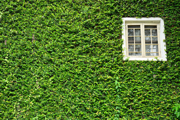 window covered with green ivy