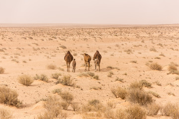 camels in Sahara desert in Tunisia
