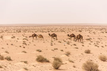 Fototapeten camels in Sahara desert in Tunisia © pavel068