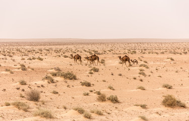 camels in Sahara desert in Tunisia