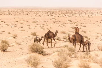 Fototapete Rund camels in Sahara desert in Tunisia © pavel068
