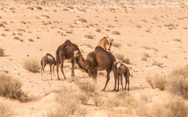 camels in Sahara desert in Tunisia