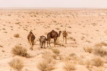 camels in Sahara desert in Tunisia