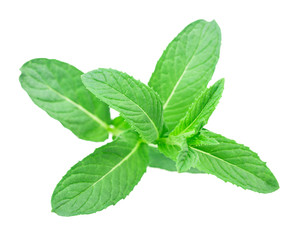 lemon balm, mint