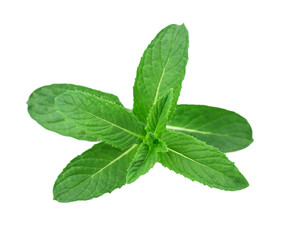 lemon balm, mint