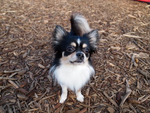 Chihuahua in dog run of Japan