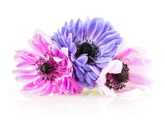 purple anemones