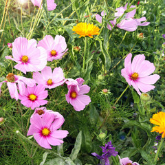 cosmea blumenwiese