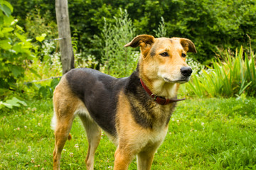 German Shepherd mix dog in garden
