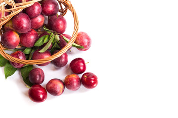 fresh ripe plum