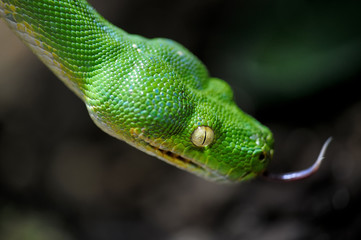 Serpente verde
