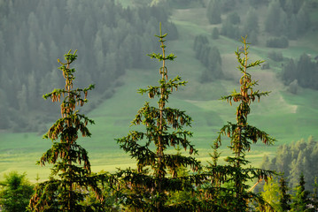 Obraz premium Pini di montagna