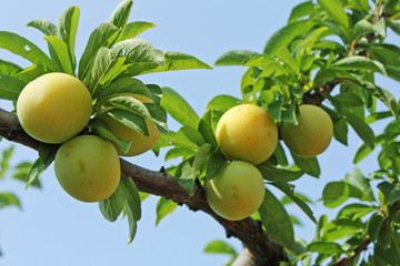 Prunes sur l arbre