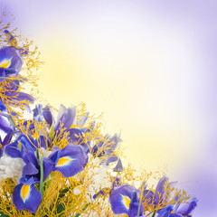 Bouquet of blue irises and white flowers