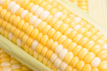 とうもろこし