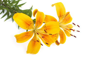 Bouquet of bright yellow flowers lilies isolated on white