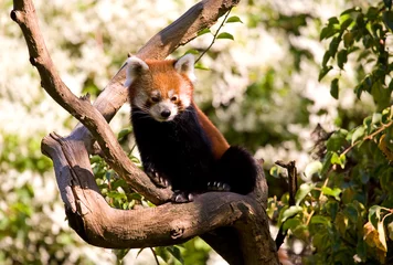 Furniture stickers Panda Red panda