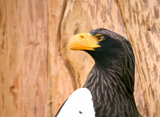 Eagle