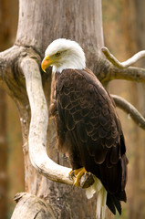 Bald eagle