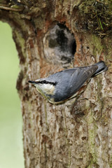 Nuthatch, Sitta europaea, 