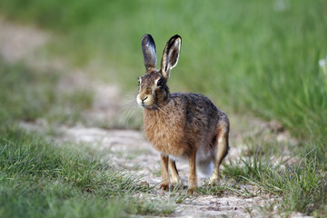 Brown hare, Lepus europaeus