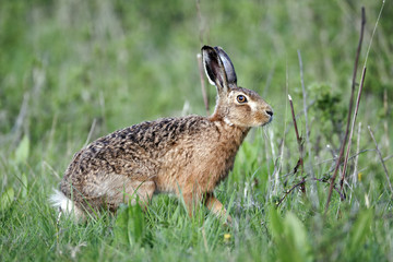 Brown hare, Lepus europaeus