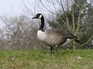 Canada goose, Branta canadensis