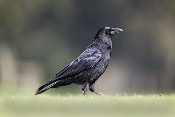 Carrion crow, Corvus corone