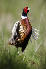 Common pheasant, Phasianus colchicus