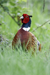 Common pheasant, Phasianus colchicus