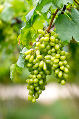 Grapes fruit