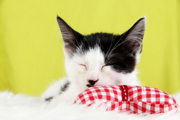 Small kitten on white carpet on fabric background