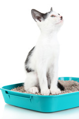 Small kitten in blue plastic litter cat isolated on white
