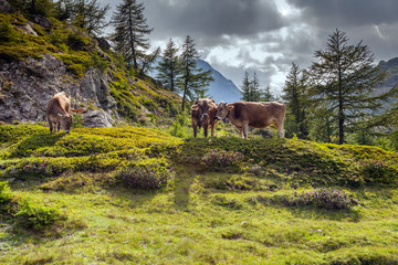 bovini razza Bruno Alpina al pascolo © Silvano Rebai