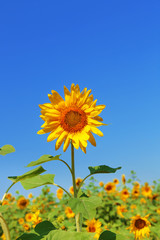 Fototapeta premium Beautiful sunflower in the field, close up