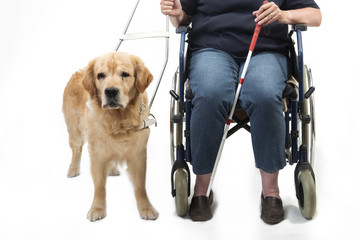 Guide dog isolated on white with wheelchair
