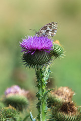 Marbled white butterfly on a thistle flower