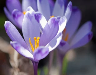 Crédence de cuisine en verre imprimé Crocus Fleurs de crocus violet au printemps