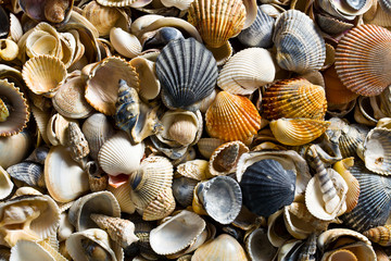 sea shell background