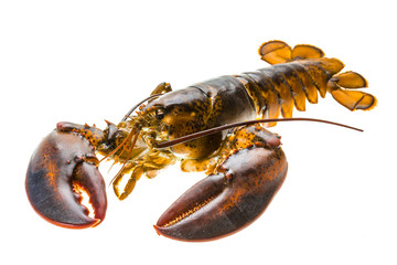 Raw lobster
