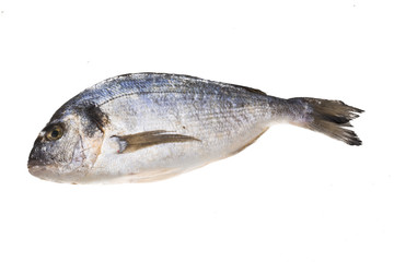 Fresh raw dorada