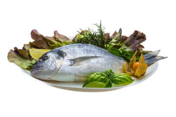 Fresh raw dorada