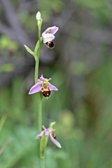 Bienen-Ragwurz (Ophrys apifera) am Dörnberg